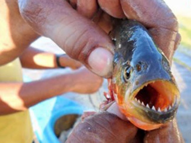 Criana de 6 anos  atacada por piranhas no Rio So Francisco