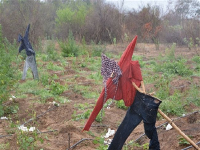 Polcia Federal erradica 556 mil ps de maconha no Serto de Pernambuco