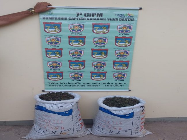 Polcia apreende 25 kg de maconha pronta para o consumo na Zona Rural de Santa Maria da Boa Vista, PE