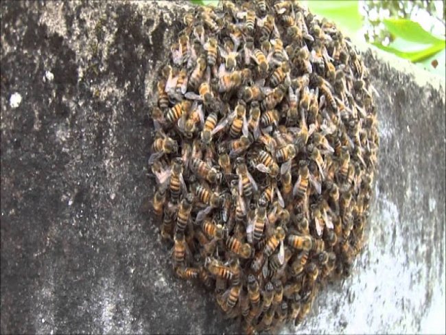 Dona de casa  atacada por abelhas em Juazeiro e mesmo depois de chamada, SAMU no comparece