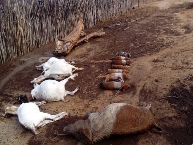 Raio provoca a morte de animais no municpio de Dormentes (PE)