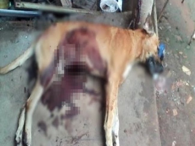 Homem  detido aps cortar rgo genital de cachorro e matar o animal a facadas no Serto de Pernambuco.