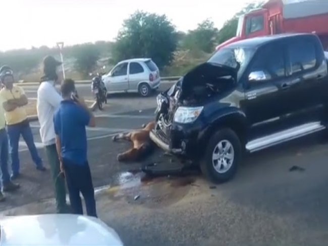 Animal atravessa pista e provoca acidente na estrada do Rodeadouro em Petrolina (PE)