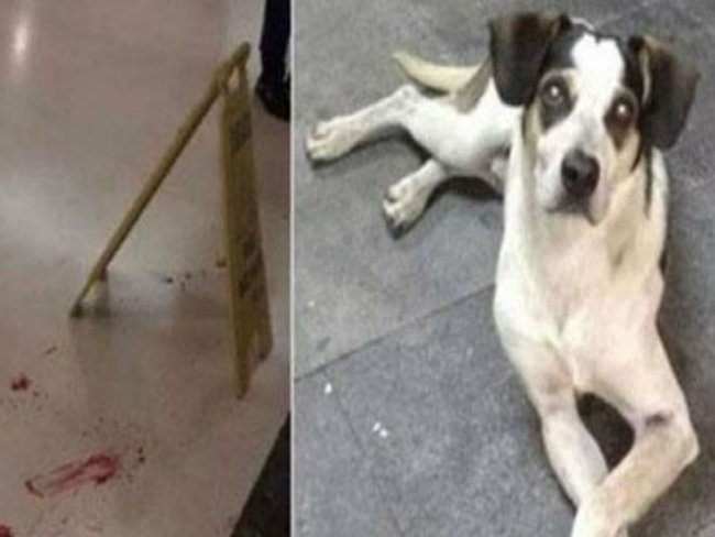 Inqurito  aberto para apurar morte de cachorro no Carrefour
