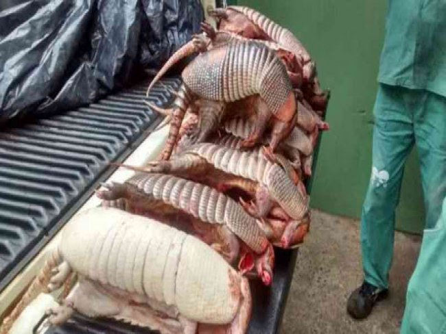 40 municpios do Piau tem pessoas doentes por comerem carne de tatu. Contraram micose pulmonar