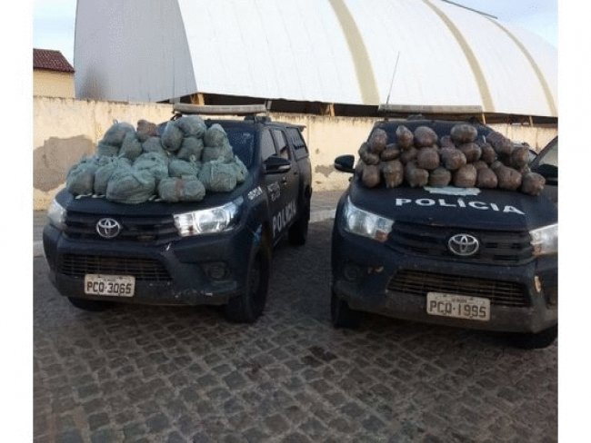 Serto: Policiais realizam apreenso de 61,7 kg de maconha na zona rural de Cabrob