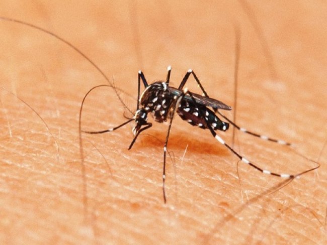 Em Pernambuco, 145 dos 184 municpios enfrentam perigo de transmisso das doenas causadas pelo Aedes aegypti