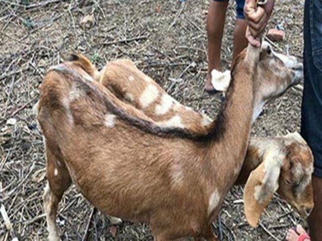 Homem  detido suspeito de abusar sexualmente de cabras no interior de Pernambuco