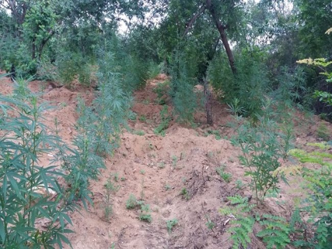 Policiais da 7 CIPM eliminam ps de maconha no Projeto Fulgncio, em Santa Maria da Boa Vista