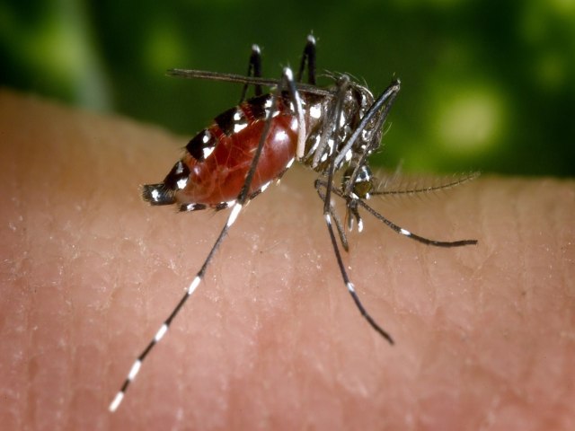  Prefeitura prepara linha de frente da sade para o atendimento de casos de chikungunya