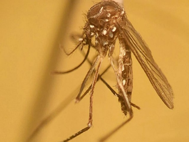 Novo mtodo contra a dengue ser testado em Foz