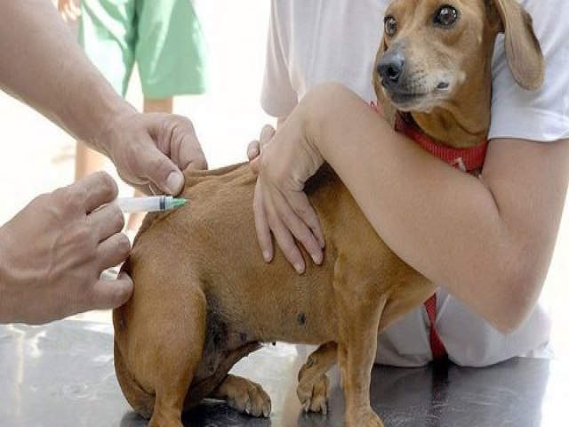 Comea em Foz do Iguau a campanha de vacinao contra a raiva em ces e gatos