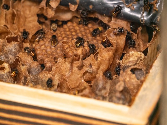 Itaipu e parceiros desenvolvem mdulo inovador para caixas de abelhas-sem-ferro