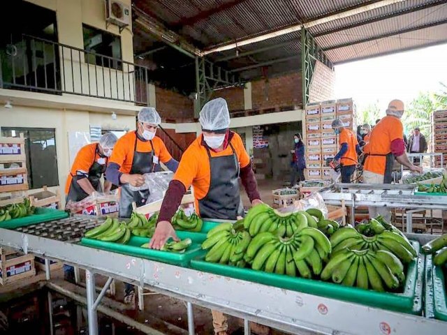 Paraguai agora pode exportar bananas para o Chile