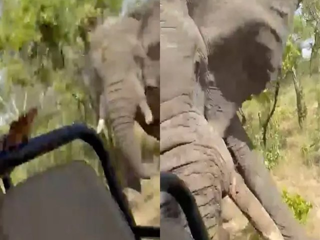 Vdeo mostra o ataque de elefante que mata turista e fere cinco durante safri
