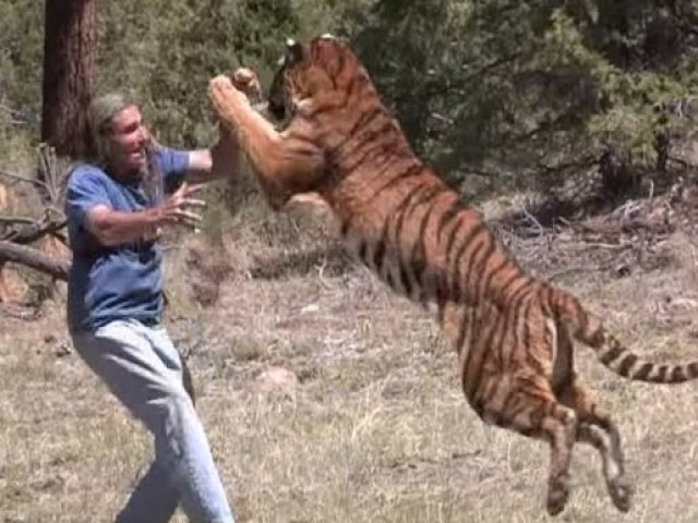 Erro pensar que tigre caseiro nunca se irritar, diz general