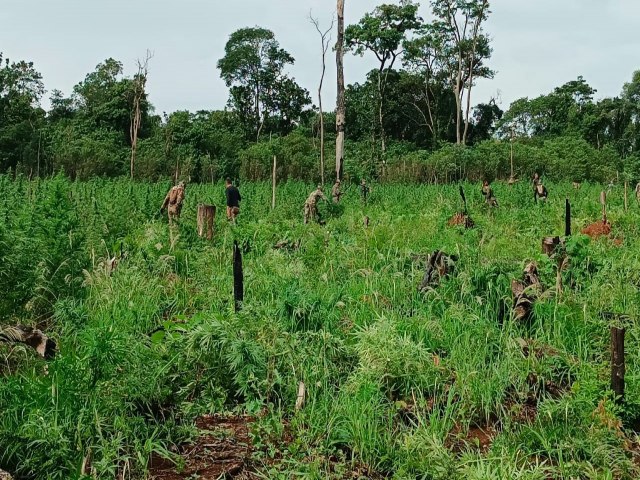 Departamento de Narcticos do Paraguai destri 500 toneladas de maconha e causa prejuzo de US$ 14 milhes ao crime organizado