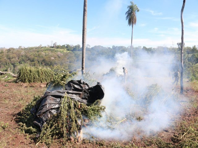 Ao conjunta entre a SENAD e Policia Federal destri 517 toneladas  de maconha em 6 dias no Paraguai 