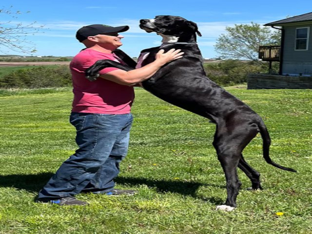 Cachorro mais alto do mundo morre seis dias depois de entrar para o livro dos recordes 