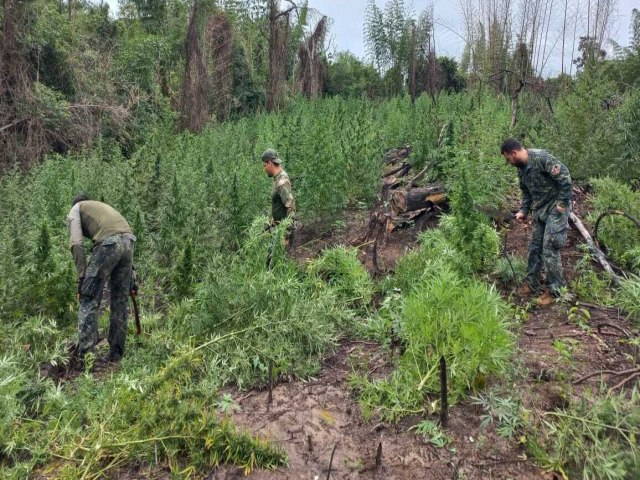 Paraguai: Senad tirou seis milhes de quilos de maconha de circulao em 11 meses