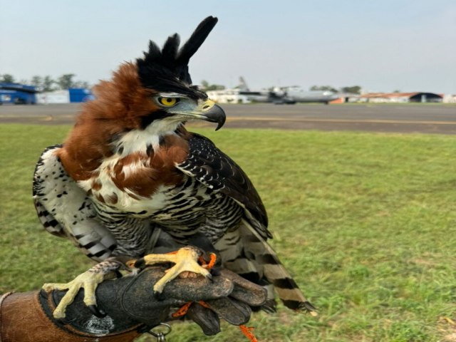 Paraguai: falcoaria, o mtodo milenar que mais uma vez protege os voos em Assuno