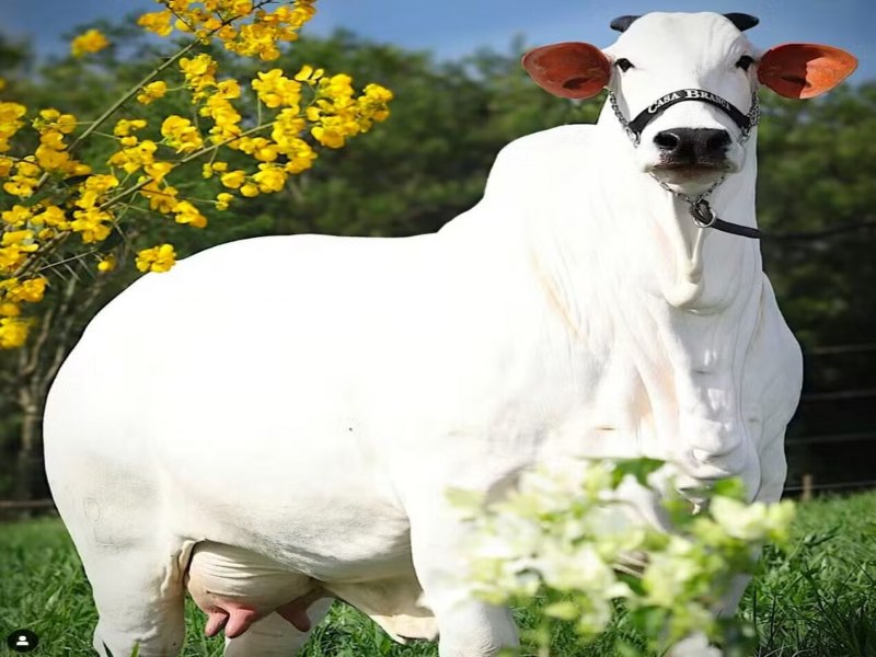 Vaca brasileira leiloada em Foz se torna a mais cara do mundo ao atingir R$ 24 milhes