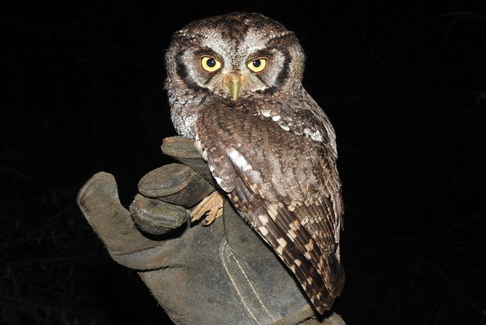 Itaipu inicia estudo para monitorar fauna e qualidade ambiental do reservat�rio