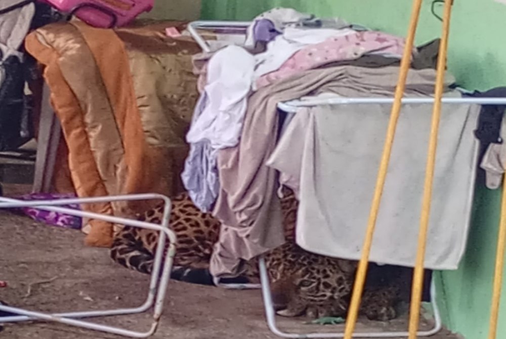 On�a-pintada � capturada em resid�ncia na regi�o de Tr�s Lagoas e encaminhada ao Ref�gio Biol�gico