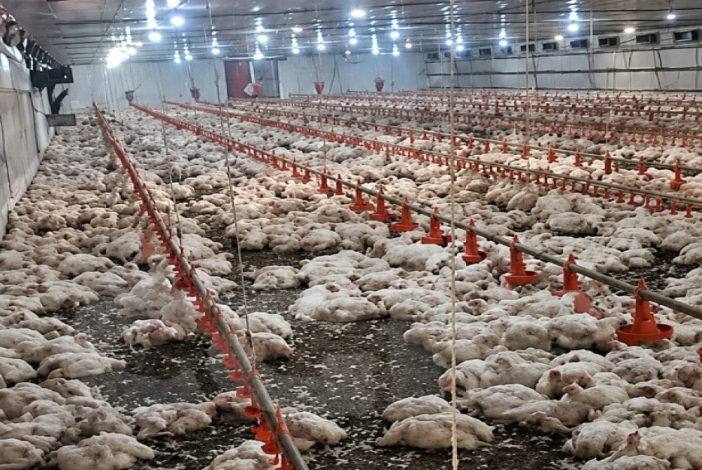 Falta de energia compromete sistema de ventila��o e mata 30 mil frangos em avi�rio