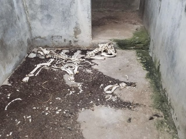 Animais so encontrados mortos dentro de canil clandestino na Grande Natal