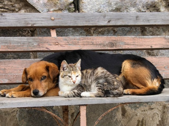 Deputados protocolam projeto de lei que prev licena do trabalho em caso de morte de pet