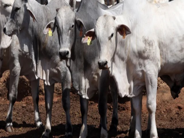 Mal da Vaca Louca: Governo monta ofensiva para evitar fechamento de mercados para carne brasileira