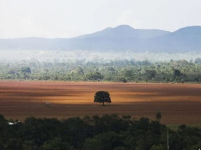 Desmatamento no Cerrado bate recorde no acumulado de 2023, diz Inpe