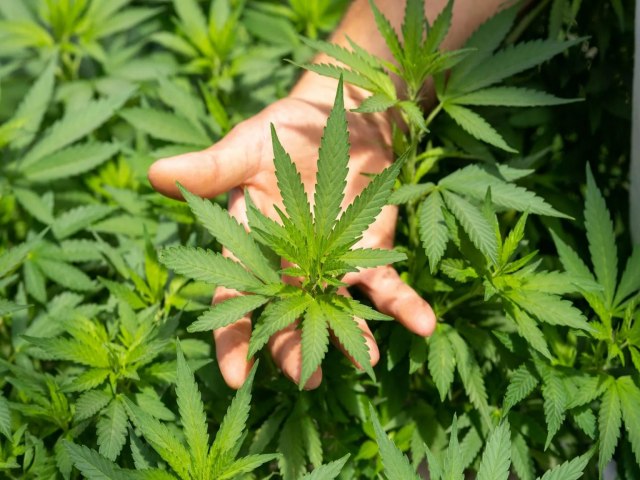 Justia Federal libera associao do RN para cultivo da cannabis com fim medicinal