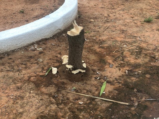 Populao de Salgueiro reclama da retirada de rvores saudveis em praas da cidade