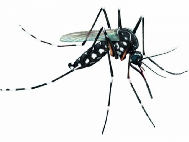 Salgueiro est entre as cinco cidades brasileiras com mais casos provveis de chikungunya