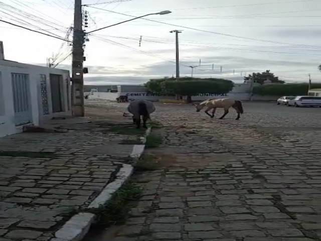 Moradores da Rua So Vicente reclamam de animais soltos na via pblica