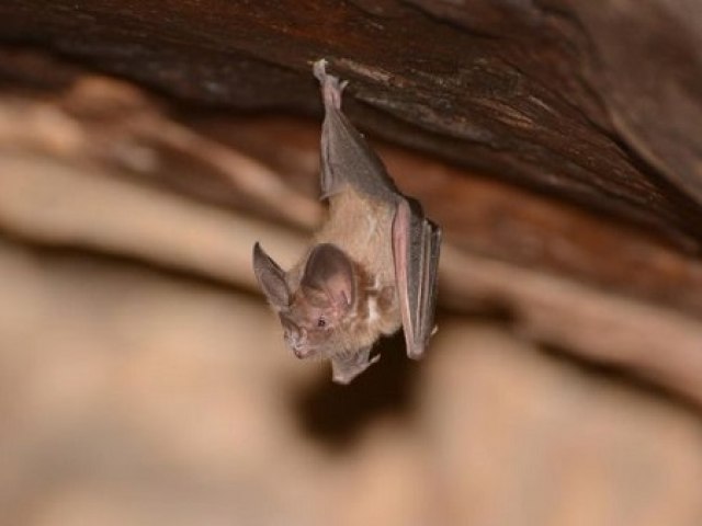VII GERES emite Alerta de Risco sobre morcego encontrado com vrus da raiva em residncia de Salgueiro