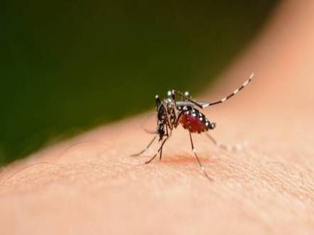 Ministrio da Sade diz que vacina japonesa contra dengue deve chegar ?em breve?