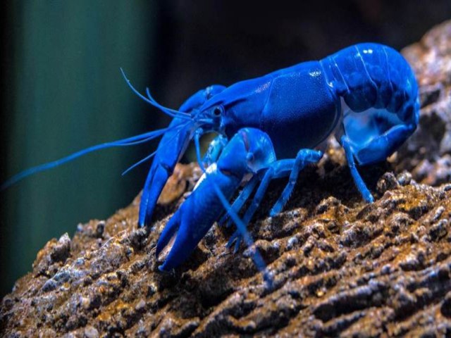 Homem pesca uma lagosta azul na Esccia; chance  de uma em 2 milhes