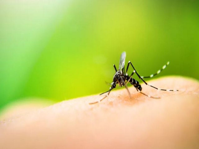 Sesap divulga dados sobre quadro da dengue no RN