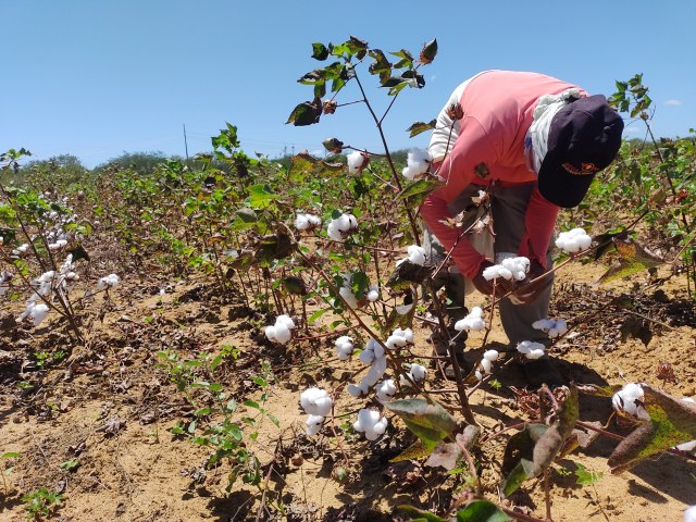 Governo do RN realiza 1 Seminrio Estadual do Projeto Algodo Agroecolgico Potiguar