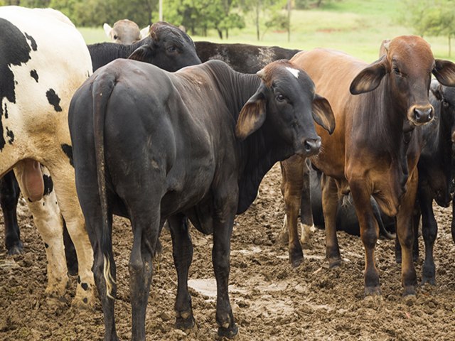 Abate de bovinos apresenta alta pelo sexto trimestre seguido no Rio Grande do Norte