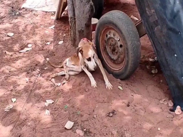 Cidades Zona rural de Mossor vive surto de cinomose e dezenas de ces morrem com a doena, diz Secretaria de Sade