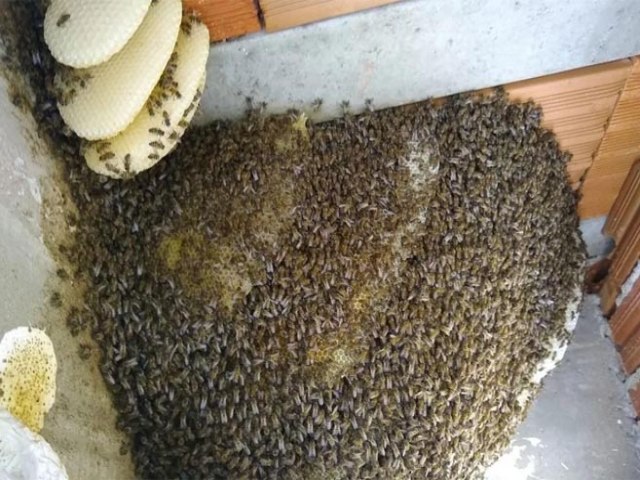 Corpo de Bombeiros orienta populao como evitar ataques de abelhas