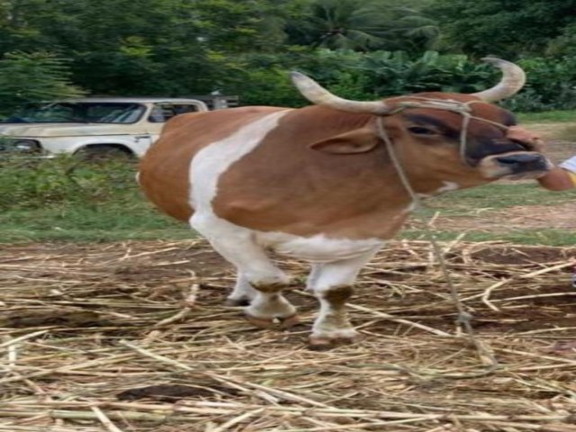 CAIC: TRABALHADOR TEM ANIMAL FURTADO NA PORTA DE CASA E POLCIA MILITAR E CIVIL ENTRAM EM AO