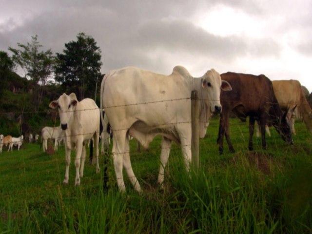 Caso do mal da vaca louca no Par  atpico, diz ministrio