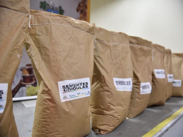 Governo distribui 27 mil kg de sementes crioulas e 12 mil de algodo