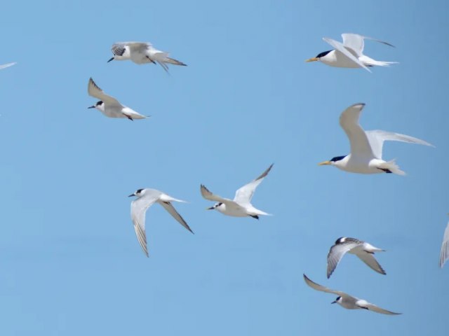 Gripe aviria: Mais de 30 aves so encontradas mortas no litoral do RN e amostras so enviadas para anlise em laboratrio federal