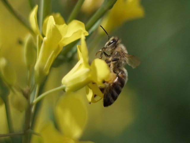 Idoso  atacado por enxame de abelhas e morre no interior do RN